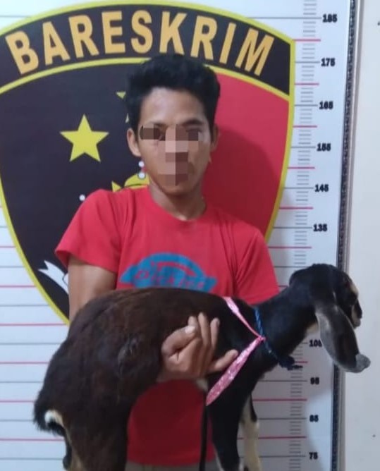 Maling Kambing Kades, Adi Candra Masuk Penjara