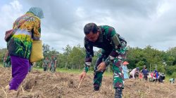 Dankodiklat AD, Letjen Mohamad Hasan, menanam singkong di lahan Omiba milik TNI AD pada Kamis, 20 Februari 2025.