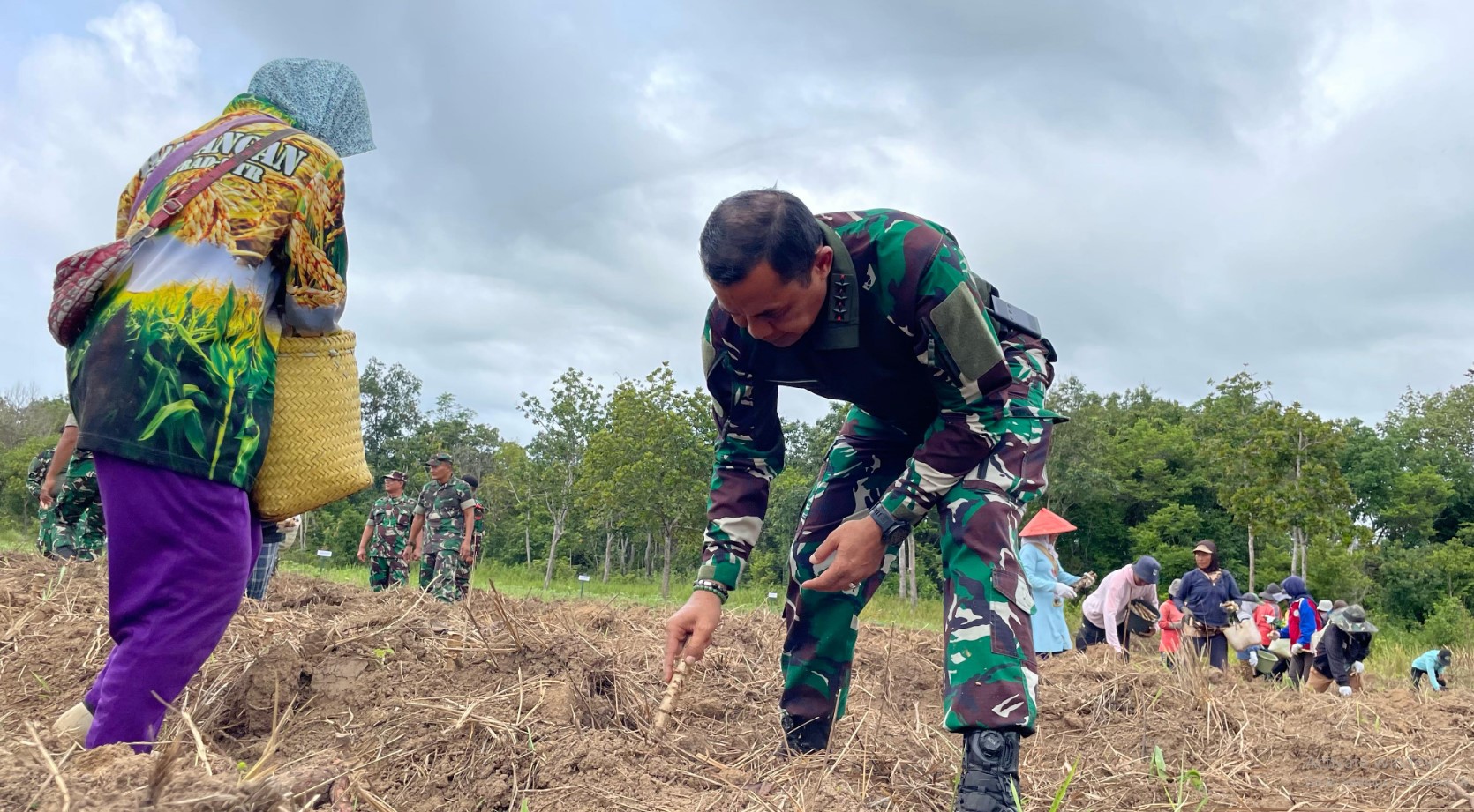 TNI AD Tanam Singkong untuk Ketahanan Pangan